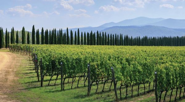 All the medallists from the Global Sangiovese Masters 2023