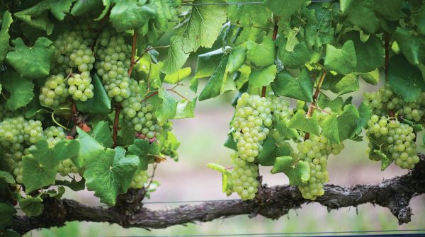 All the medallists from our Global Chenin Blanc Masters