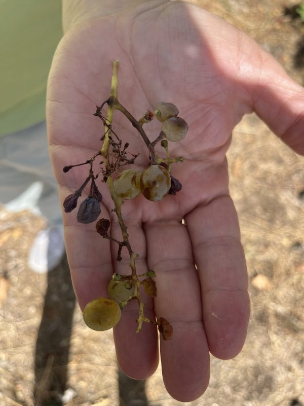 Etna harvest declared ‘a tragedy’ as disease decimates volumes
