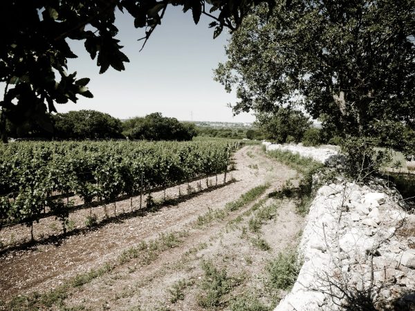 Leone de Castris celebrates heritage with its Donna Coletta range