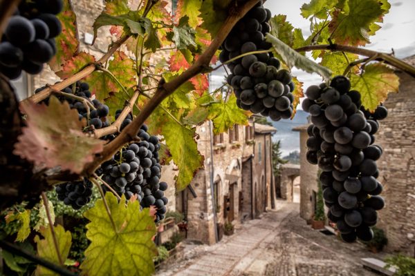 Awards success indicates a global appetite for Montefalco wines