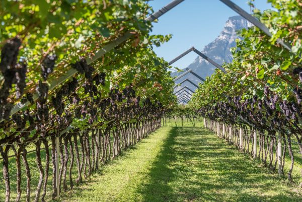 Mezzacorona: exploring Trentino Pinot Grigio in the winery