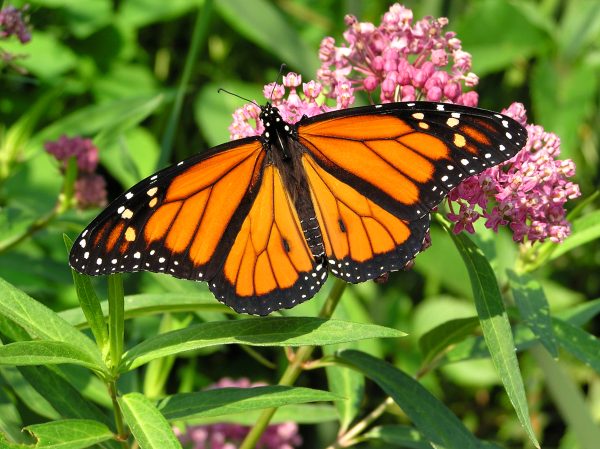 Rémy Cointreau joins forces with WWF to protect Monarch butterfly