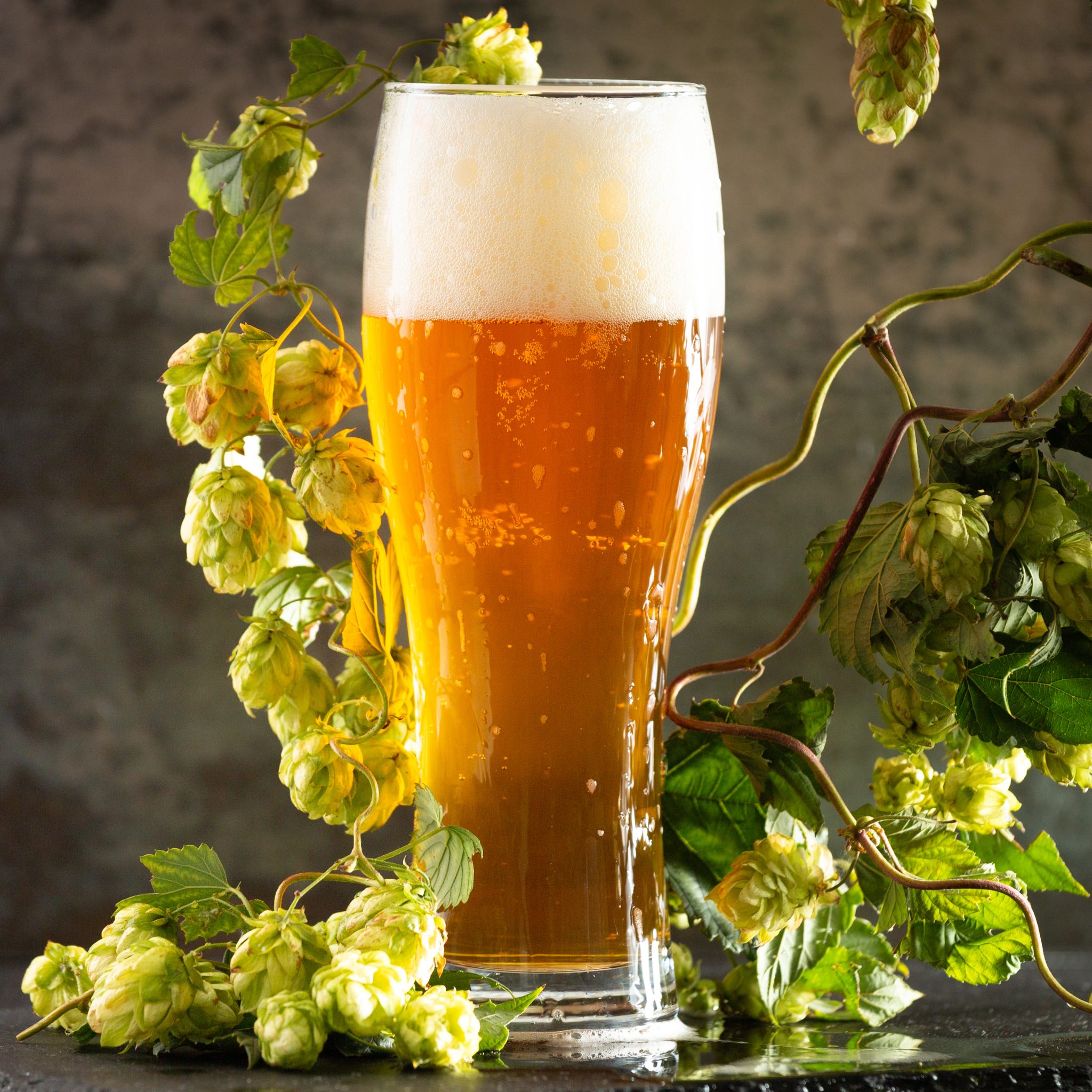 Beers brewed with European hops face uncertain future