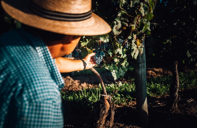 History meets innovation in a “new era” for Uruguayan Tannat