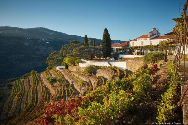 Which grape varieties are best for Douro still wines?