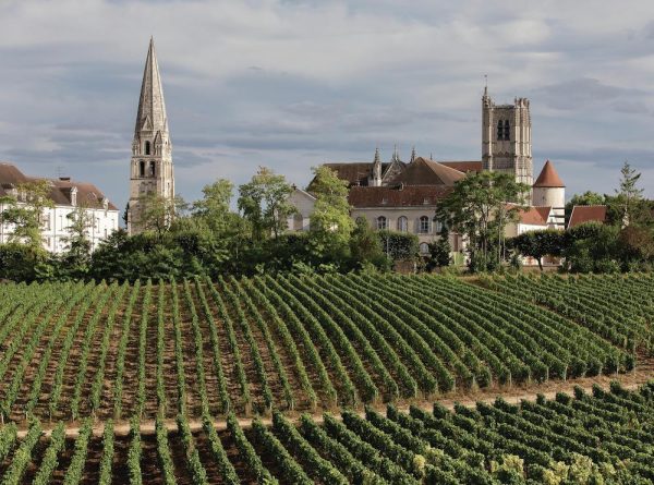 How Bourgogne producers are paving a future