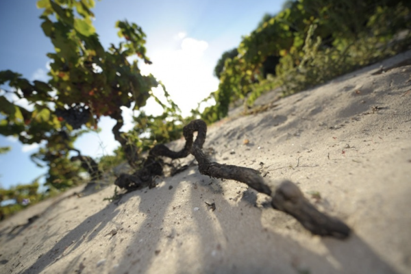 Why Sardinian Carignan deserves wider recognition