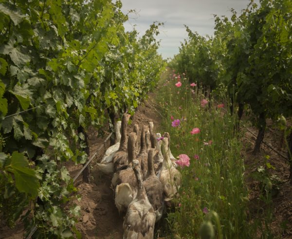 Cono Sur showcases the impact of its sustainability drive