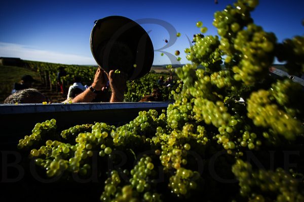 Burgundy harvest ‘surpasses all expectations’ despite ‘rock and roll year’