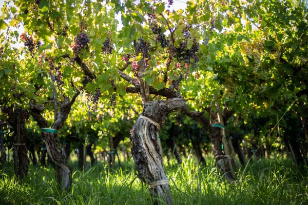 Research in Argentina and Chile reveals greater Criolla diversity ‘than ever expected’