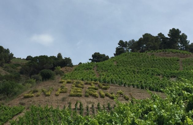 Priorat’s Domaine l’Infernal sold to the Belondrade family