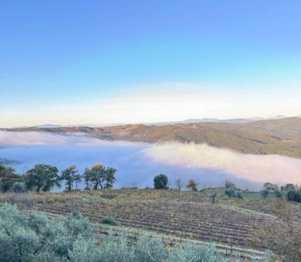 Everything you need to know about Brunello di Montalcino’s 2019s