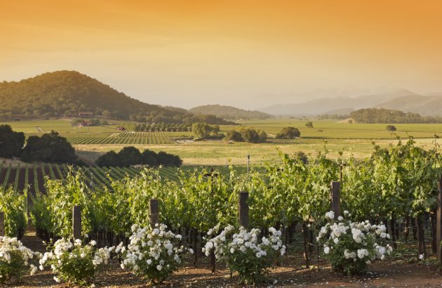 Napa 2023 might be ‘the vintage of a lifetime’