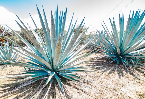 More evidence agave spirits will prosper in California