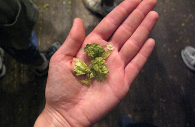 Why everyone’s talking about the CF302 hop