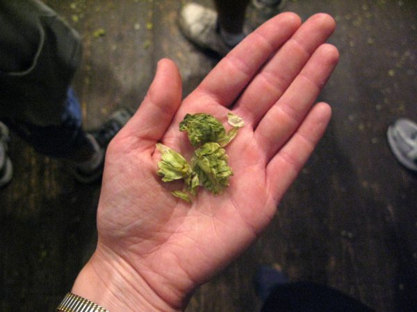 Why everyone’s talking about the CF302 hop