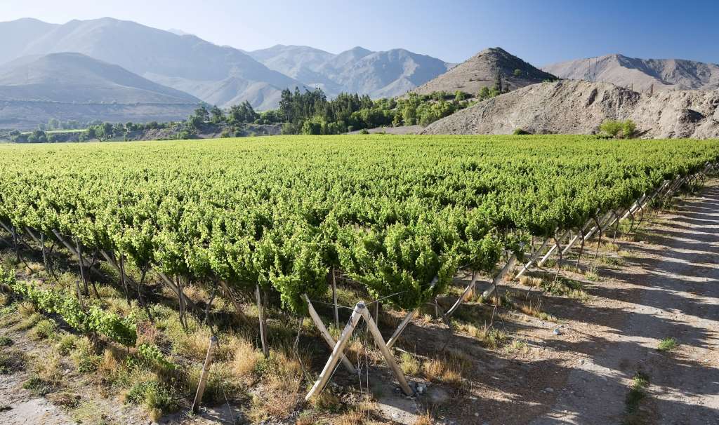 Chile abandona viñedos ante caída de ventas