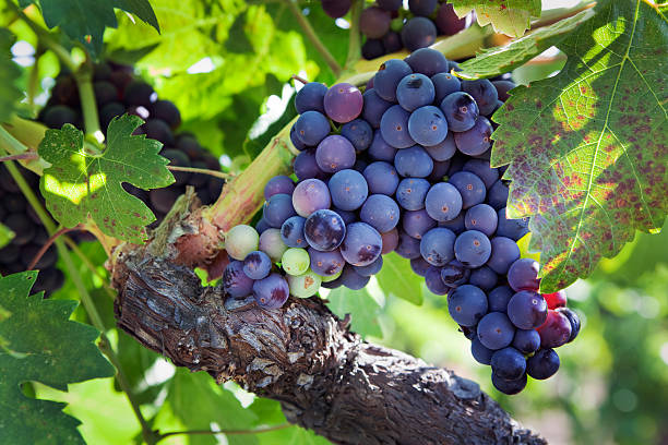 Why the vineyards in El Paso are really hot right now