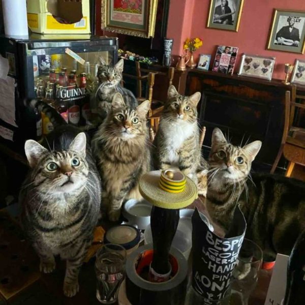 Enjoy a pint in Britain’s first ever cat pub