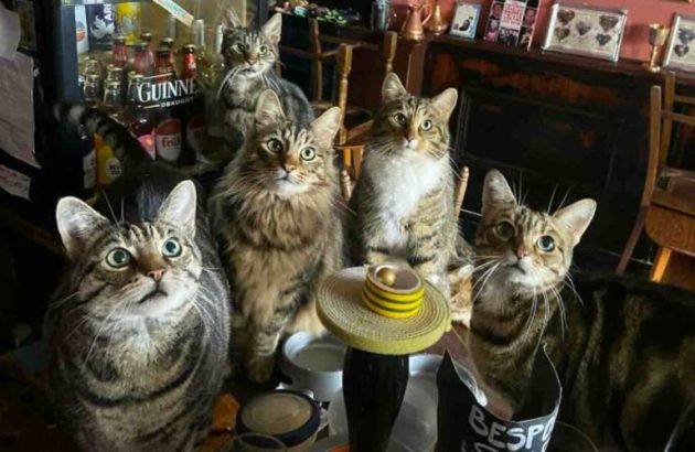 Enjoy a pint in Britain’s first ever cat pub