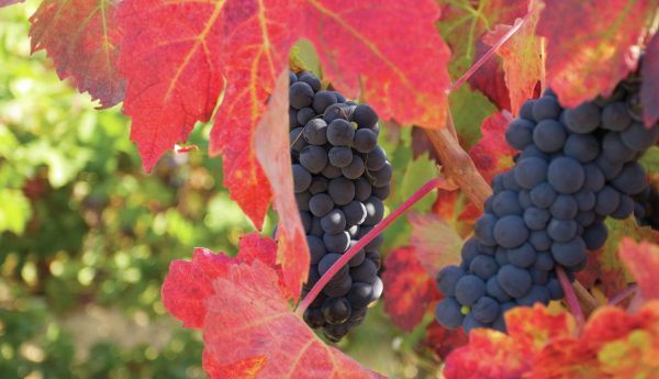 All the winners from the Global Grenache Masters 2023