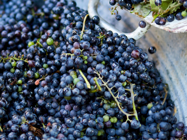 OIV: ‘extreme’ climate has ‘severely impacted’ vineyards globally