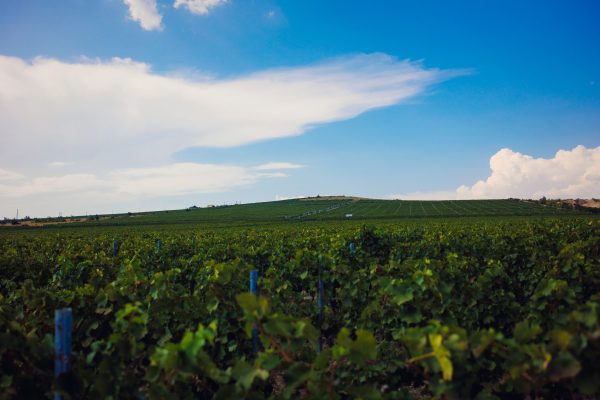 Domeniile Alexandrion Rhein 1892 pivots from pesticides in 2023