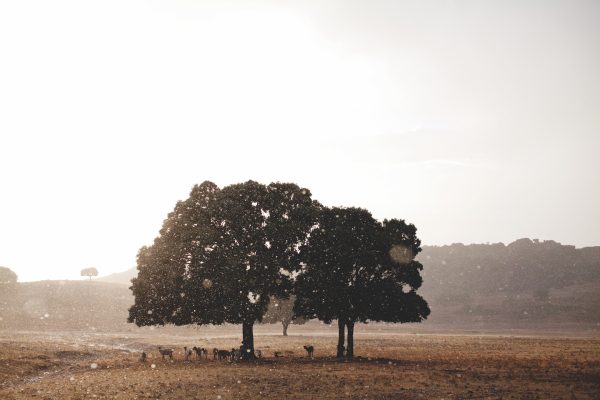 The rise of Spain’s single-vineyard appellation