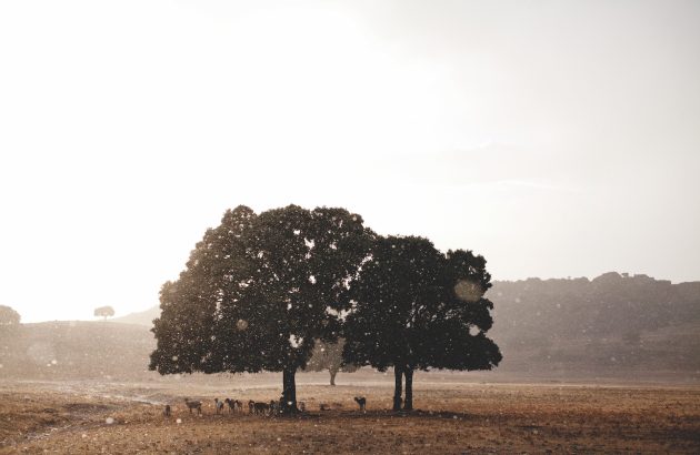 The rise of Spain’s single-vineyard appellation