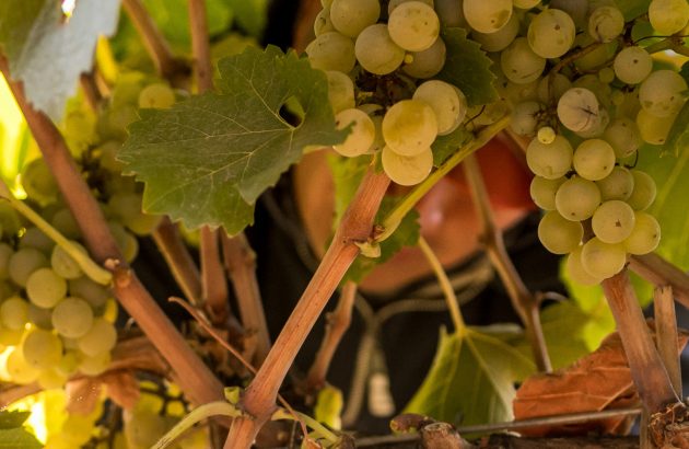 Argentina’s white wine renaissance