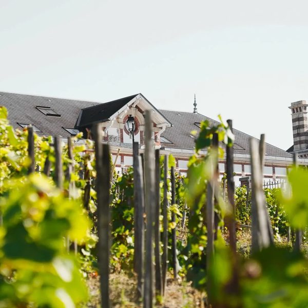 Why one of Champagne’s greatest cuvées could soon become extinct