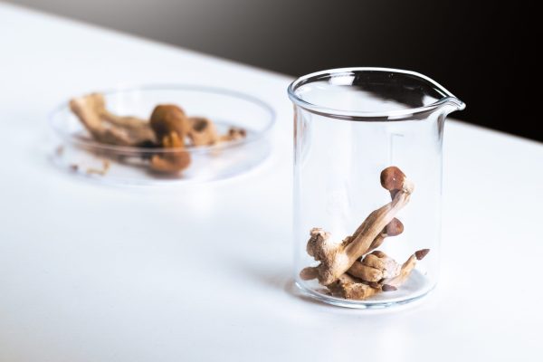 Could magic mushrooms have ‘greater societal value than alcohol’?