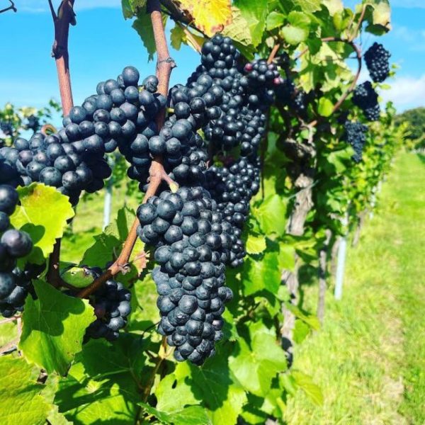 ‘Miracle’ harvest in Britain yields more than 20m bottles