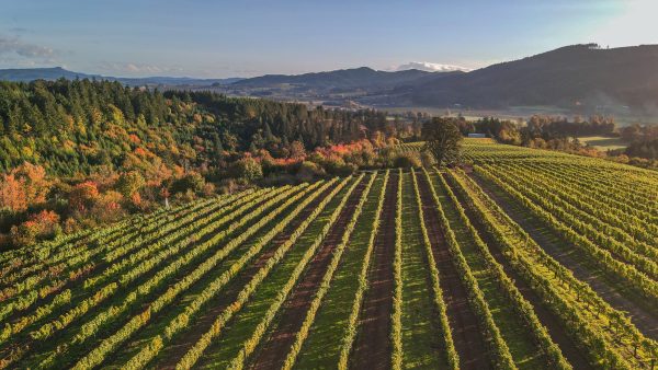 Oregon Wine Board announces new appointments