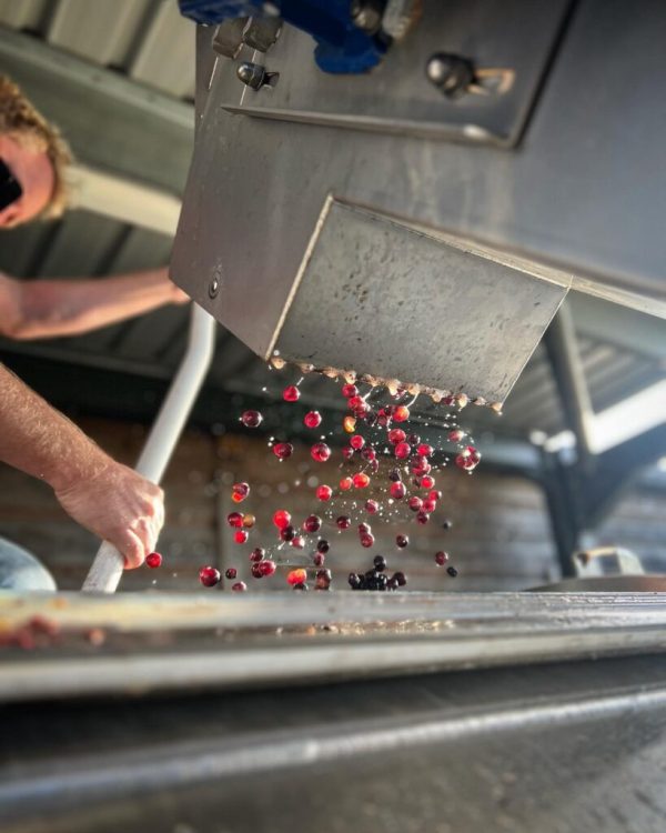 Defra hopes to scrap ‘pointless red tape’ with British wine reforms