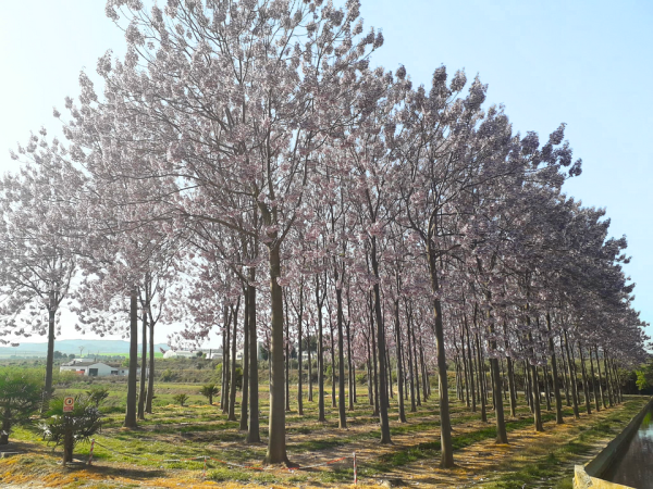 Bordeaux château plants Malbec in new project ‘addressing the climate challenges of tomorrow’