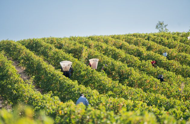 Languedoc production down 15% on five-year average