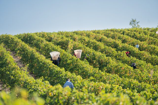 La producción de Languedoc disminuye un 15% respecto a la media quinquenal