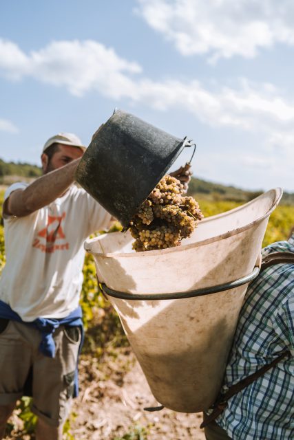 Languedoc production down 15% on five-year average