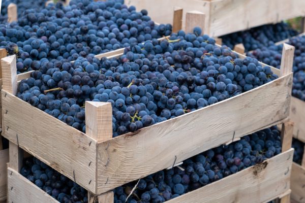 Guilty verdict reached in ‘landmark ruling’ for French viticulture