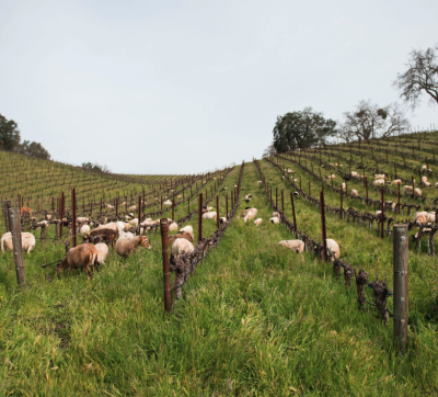 Rift grows in regenerative viticulture movement