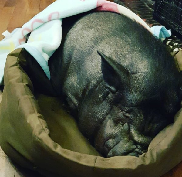 Pint-drinking pub pig dies
