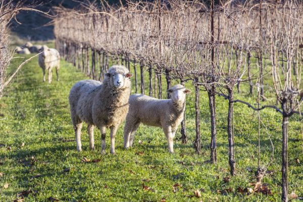 ‘It’s the Wild West for regenerative viticulture right now’