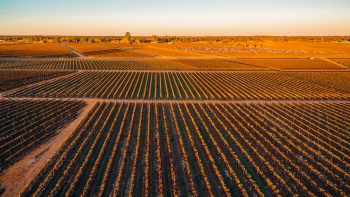 Riverland grape growers ‘at breaking point’