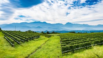 Barrier to entry: what is holding Japanese wine back?