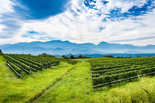 Barrier to entry: what is holding Japanese wine back?