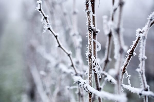 Anti-frost scheme to be deployed in UK vineyards