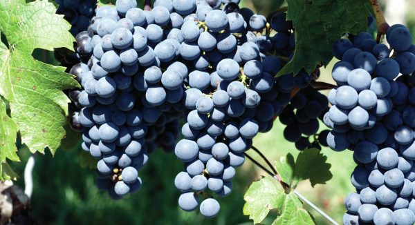 All the medallists from the Global Cabernet Franc Masters 2024