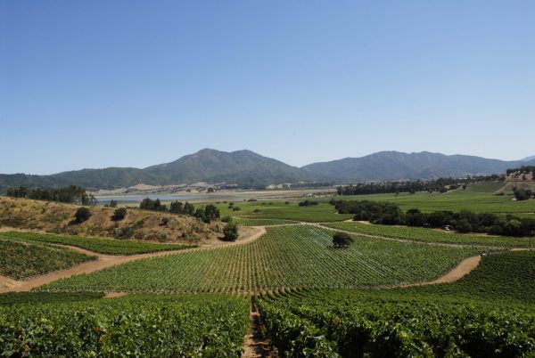 Morandé sees ‘potential’ of Casablanca reds